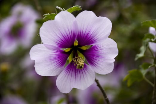 Purple Flower