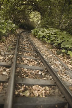 Rail tracks in a forest