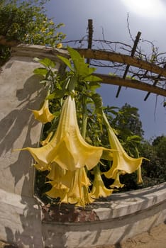 Yellow Brugmansia