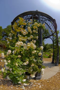 Gazebo with Roses