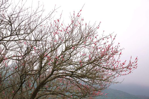 peach blossom