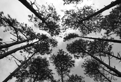 tree crowns on sky