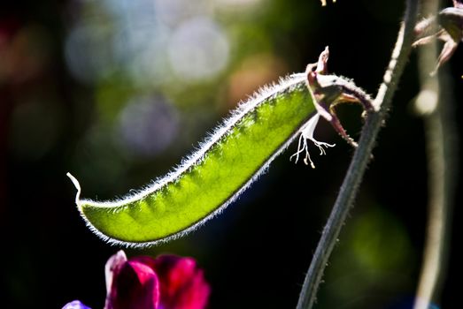 Sweet Pea Pod