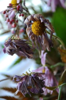 Wilted Flowers