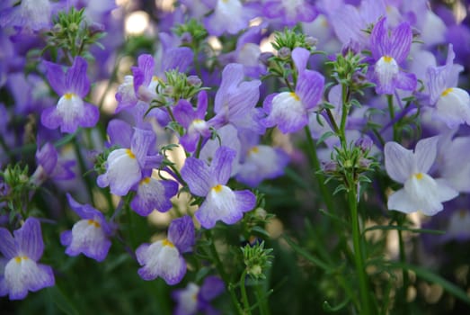 Blue Fantasy Linaria