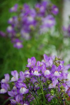 Fantasy Blue Linaria