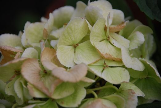 Green Hydrangea