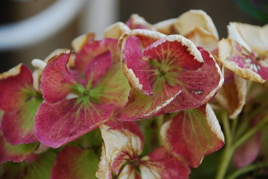 Purple Hydrangea