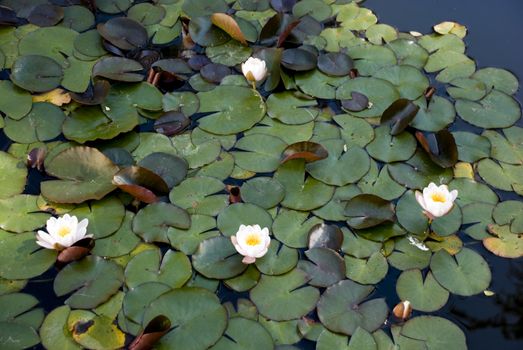 Water lily in a pond