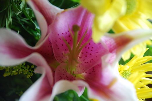 Pink Lily in a bouquet