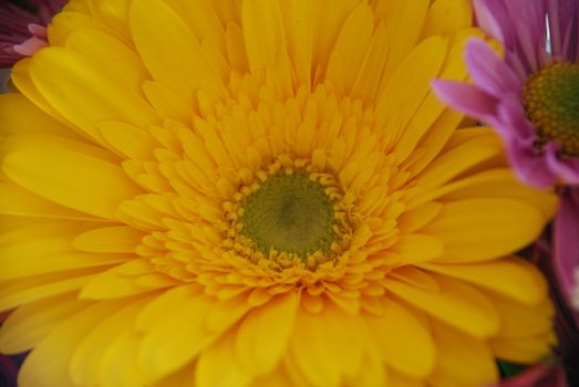 Yellow flower closeup