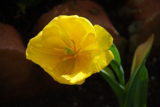 Yellow Tulip