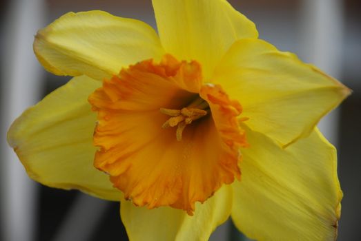 Yellow and orange Daffodil