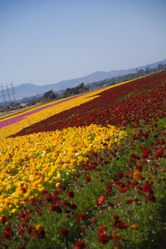 Ranunculus Flower Field