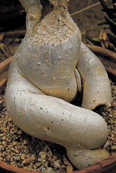 A Plant root