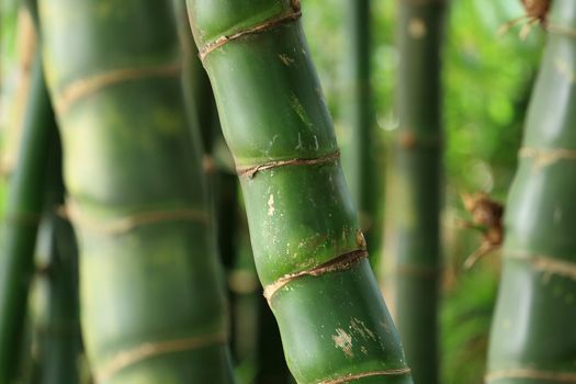 Bamboo forest background