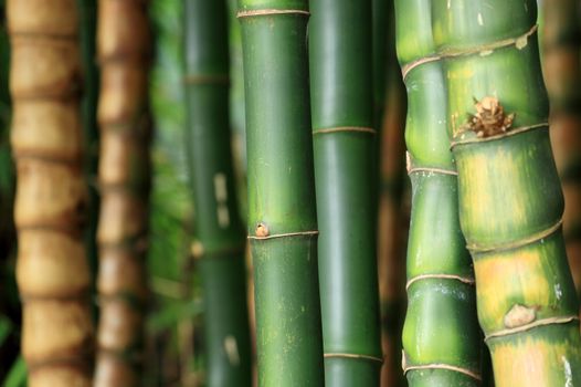 Bamboo forest background