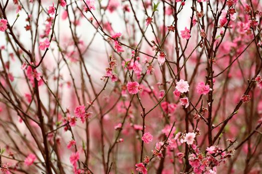 Chinese new year decoration flower-peach blossom