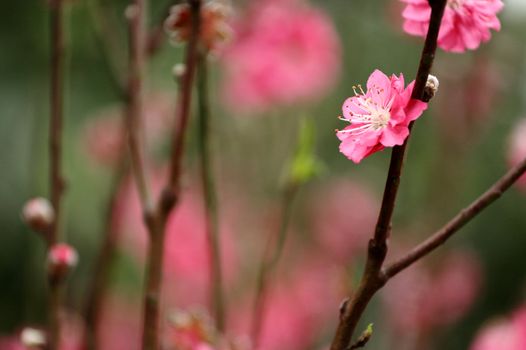 Chinese new year decoration flower-peach blossom