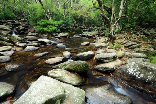 water spring in forest