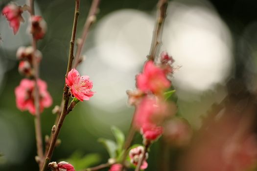 Chinese new year decoration flower-peach blossom