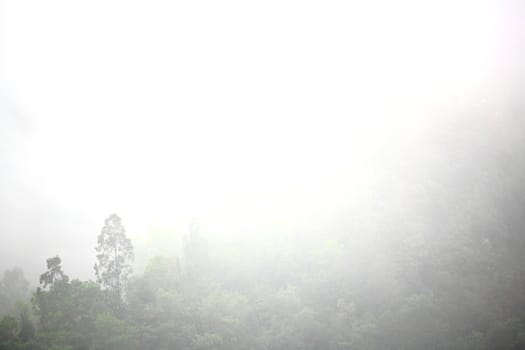 mist in mountain with many trees