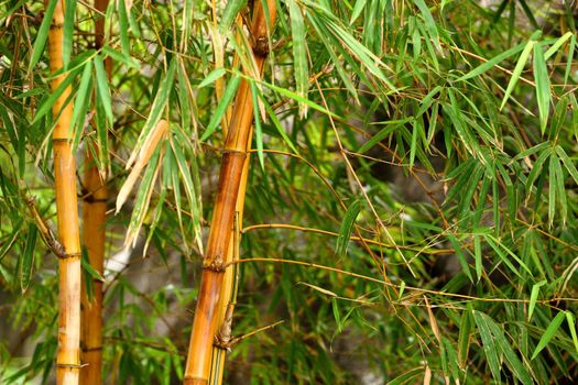 Bamboo forest background