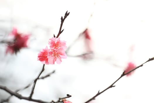 Sakura japanese cherry blossoms