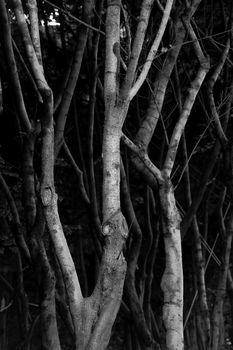 branch background, sadness tone