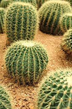 cactaceae