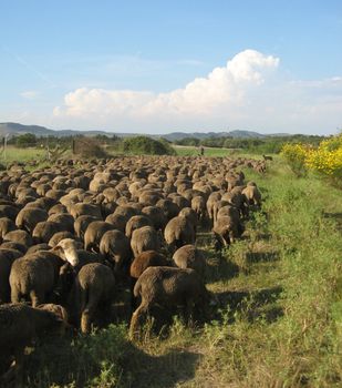 a herd of sheeps in Provence walking in the dust