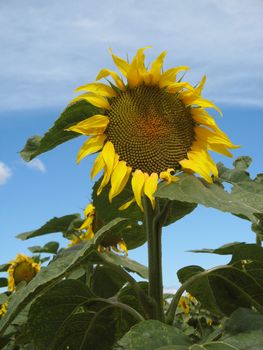 Sunflowers in a field in Provence