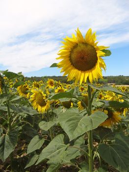 sunflowers in a field in Provence