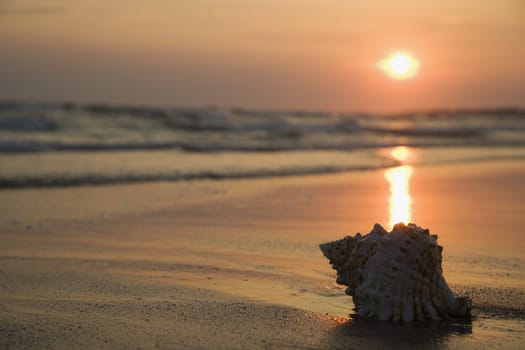 Image of seashell on shoreline at sunset.