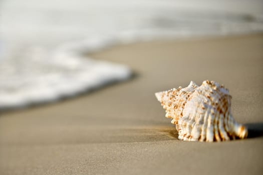 Conch shell on beach with waves.