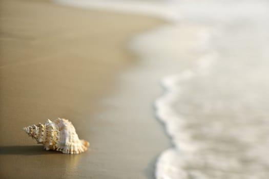 Conch shell on beach with waves.