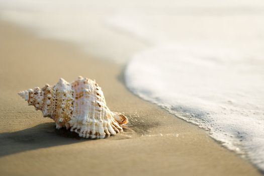 Conch shell on beach with waves.