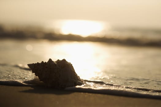 Conch shell on beach with waves.