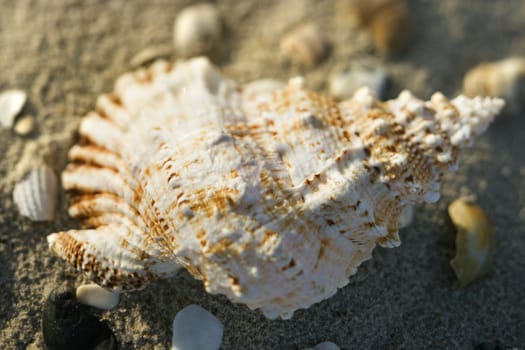 Conch shell in sand with other shells surrounding.