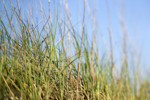 Scenic grass at beach.