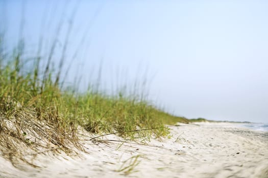 Sand dune with grass at the beach.