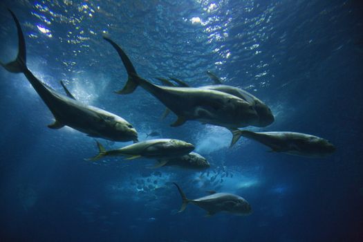 Fish swimming in aquarium in Lisbon, Spain.