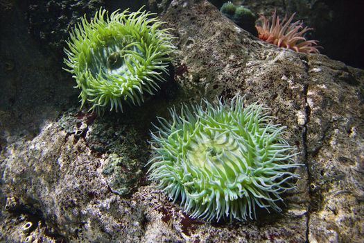 Sea anemone in aquarium in Lisbon, Spain.