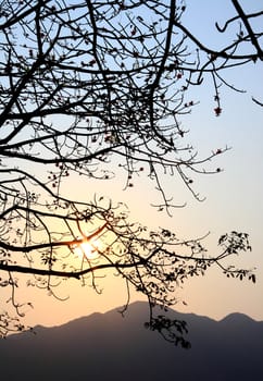 sunset and a tree, bombax ceiba, silhouette