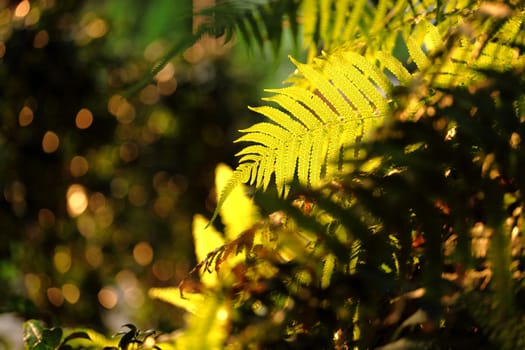 leaf in forest with sunshine