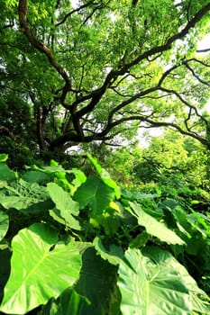 tree and plants in forest