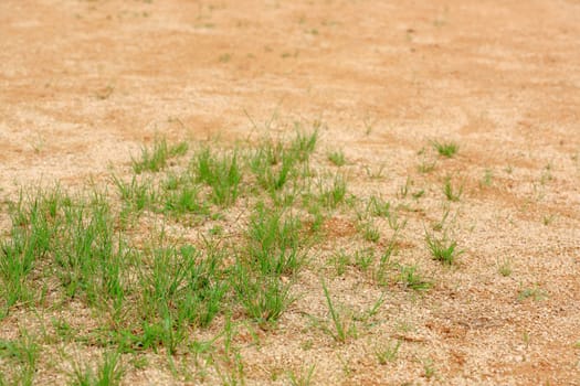 some grass grow on sand land