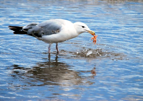 Seagull standing in sea water savours starfish meal