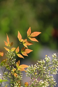 orange color leaf in forest