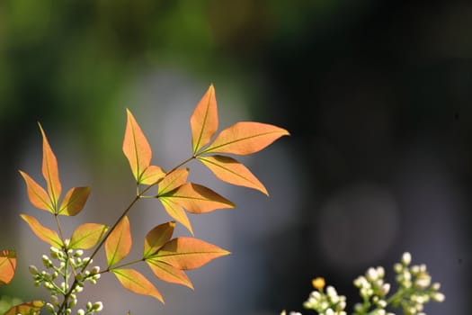 orange color leaf in forest